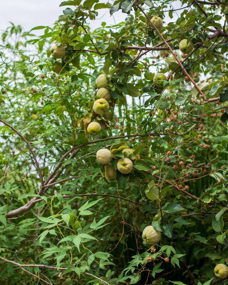 Most Established Trees Need Deep Water About Once A Week