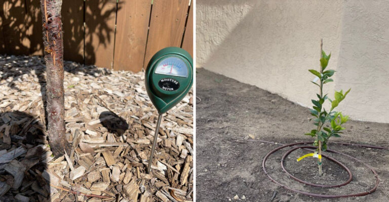 How Often To Water Arizona Fruit Trees In April Before Temperatures Spike