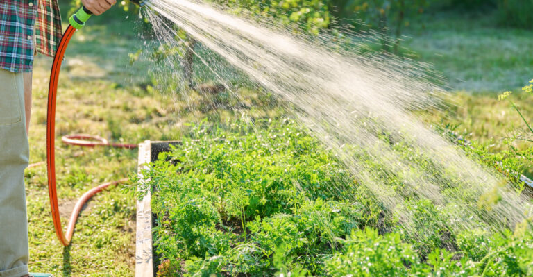 watering carrots