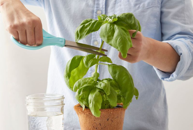 Choose Healthy Basil Stems For Stronger Cuttings