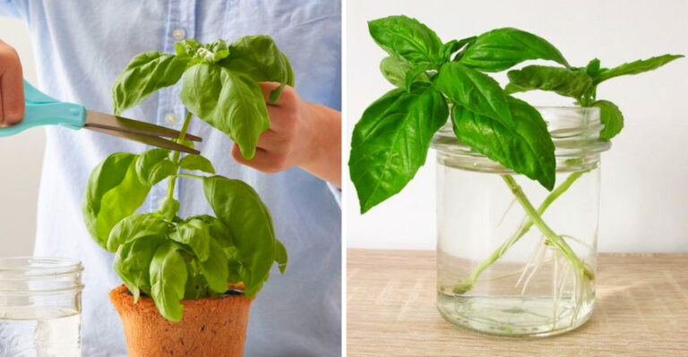 How Pennsylvania Gardeners Can Grow Basil From Cuttings