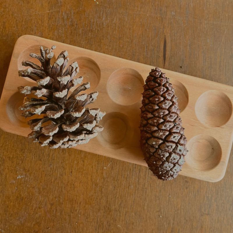 Pinecones React To Moisture In Surprising Ways