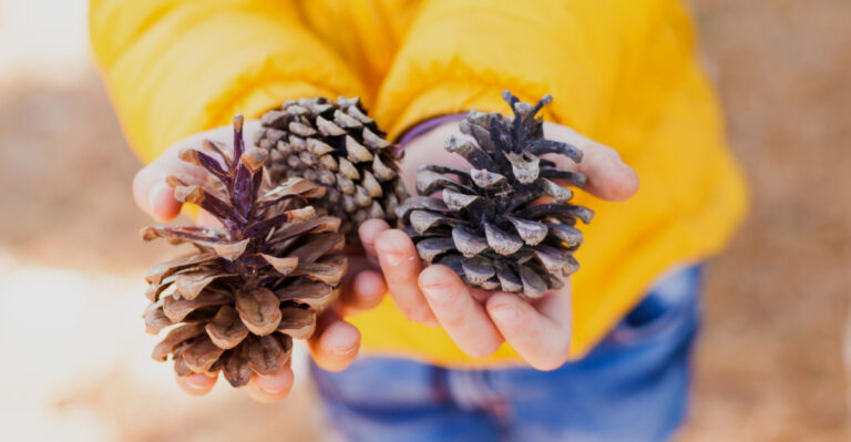How Pinecones Can Help Your Oregon Garden Without Extra Cost