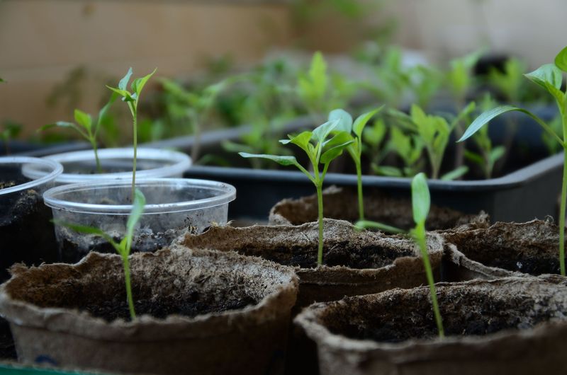 Soil Temperature Plays A Key Role In Seed Germination