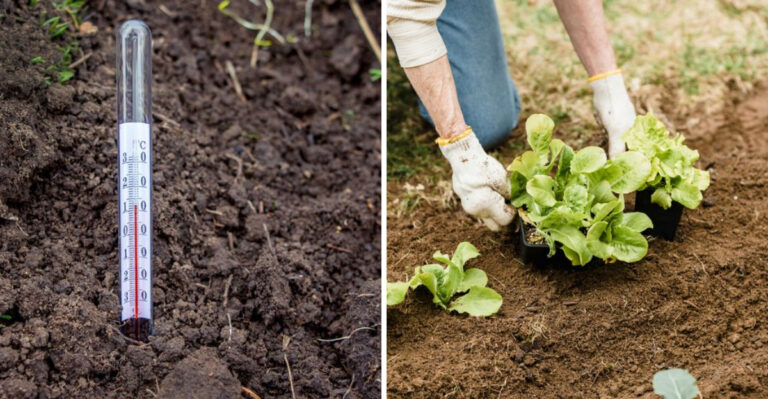 How Soil Temperature In April Affects Seed Germination In Georgia Gardens