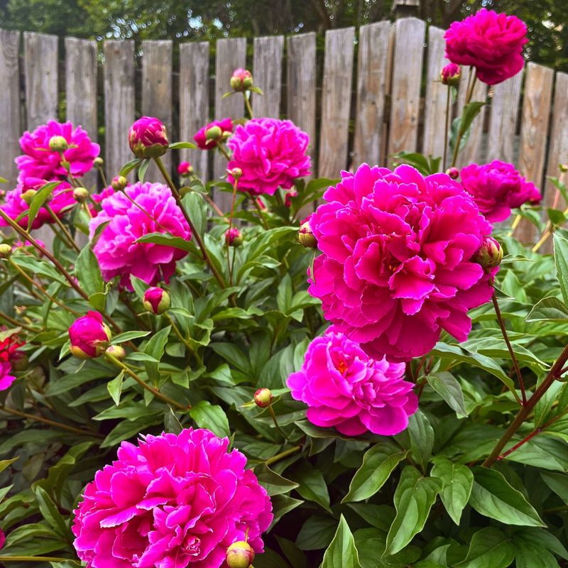 What Peonies Need After Correct Planting