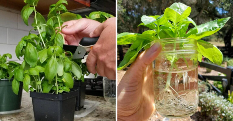 How Texas Gardeners Can Grow Basil From Cuttings