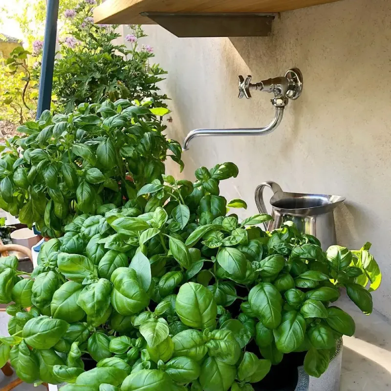 Choose A Healthy Basil Stem