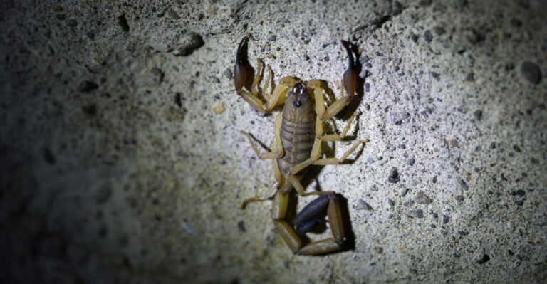 How Texas Gardeners Can Prevent Scorpions From Showing Up