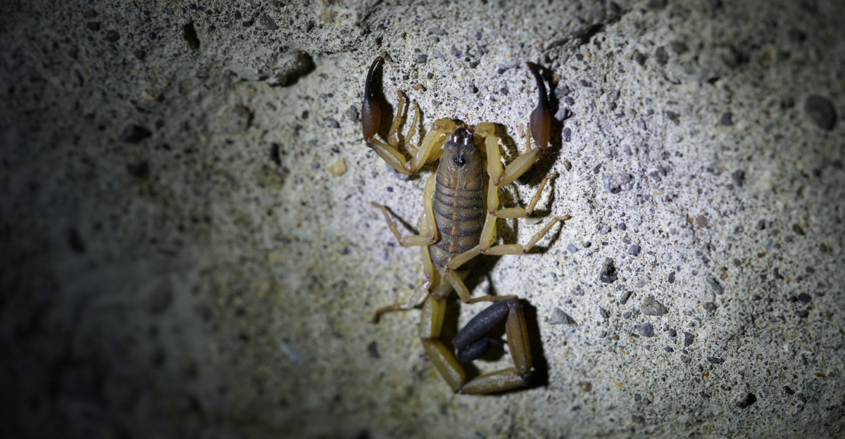 How Texas Gardeners Can Prevent Scorpions From Showing Up