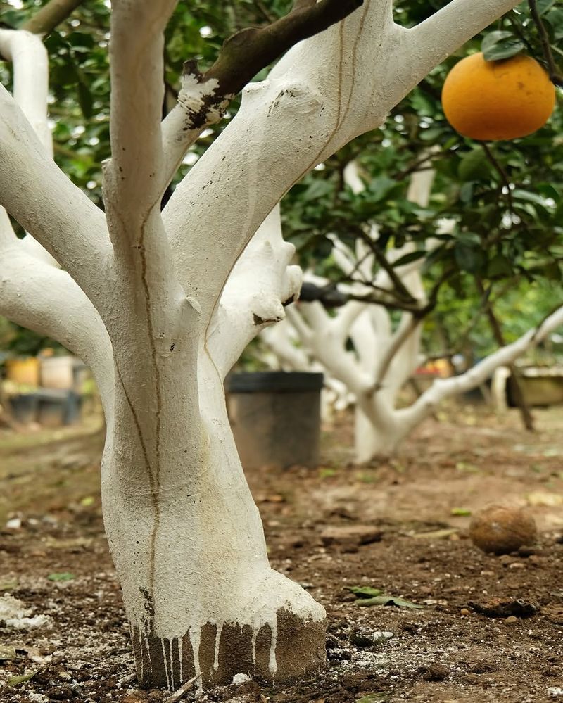 What Happens When Summer Heat Hits An Exposed Trunk