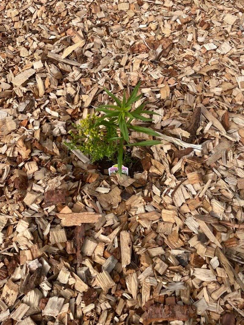 Best Plants To Mulch First