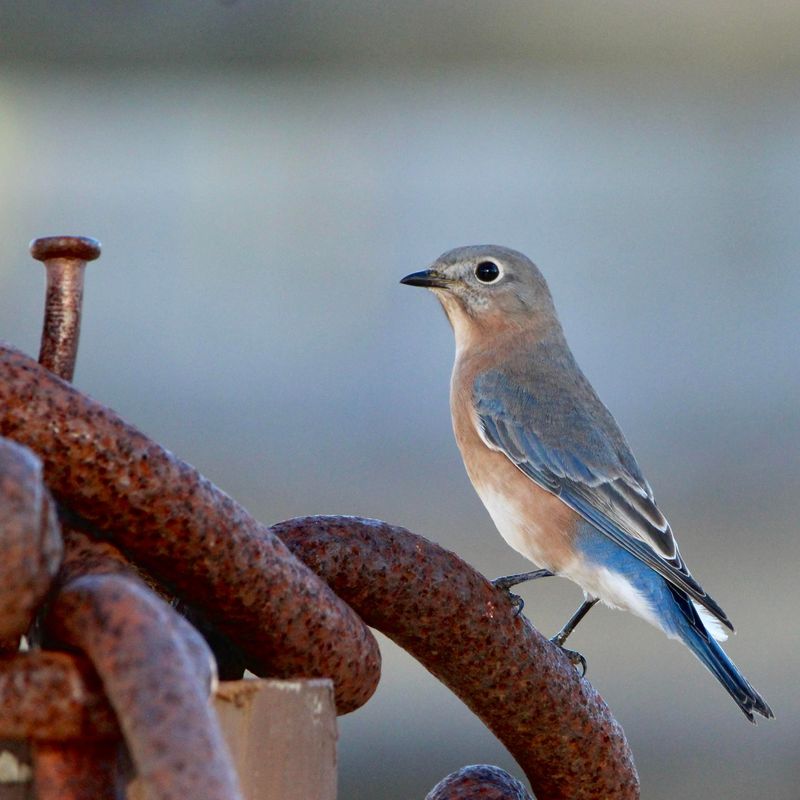Open Space Gives Bluebirds Room To Hunt