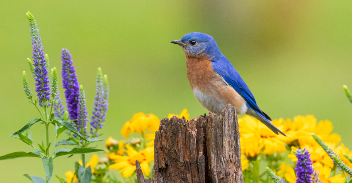 eastern bluebird