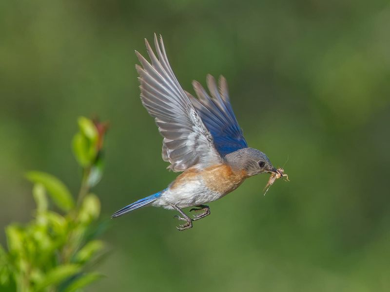 Open Space Gives Bluebirds Room To Hunt