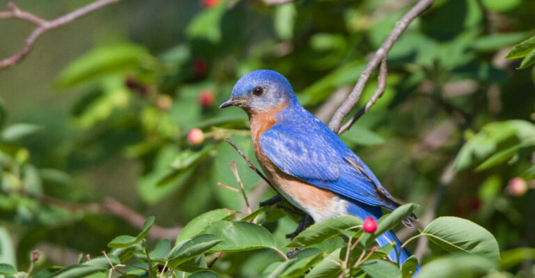 eastern bluebird on serviceberry