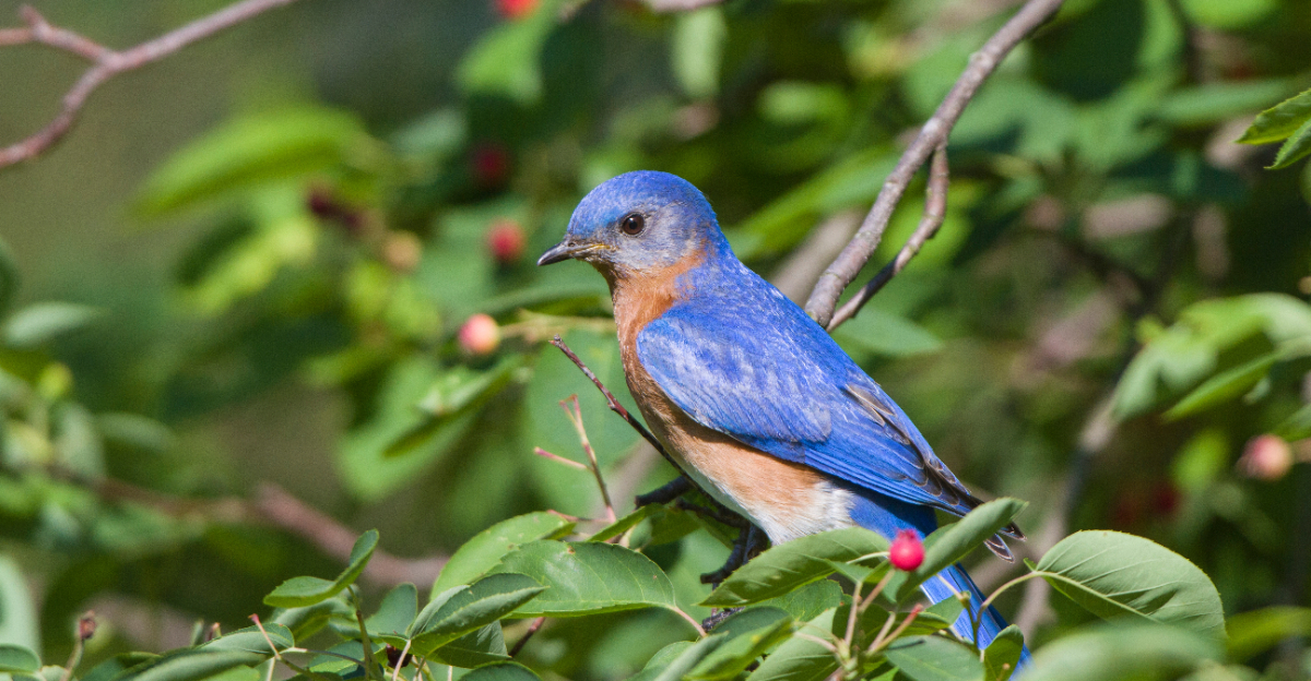 eastern bluebird on serviceberry
