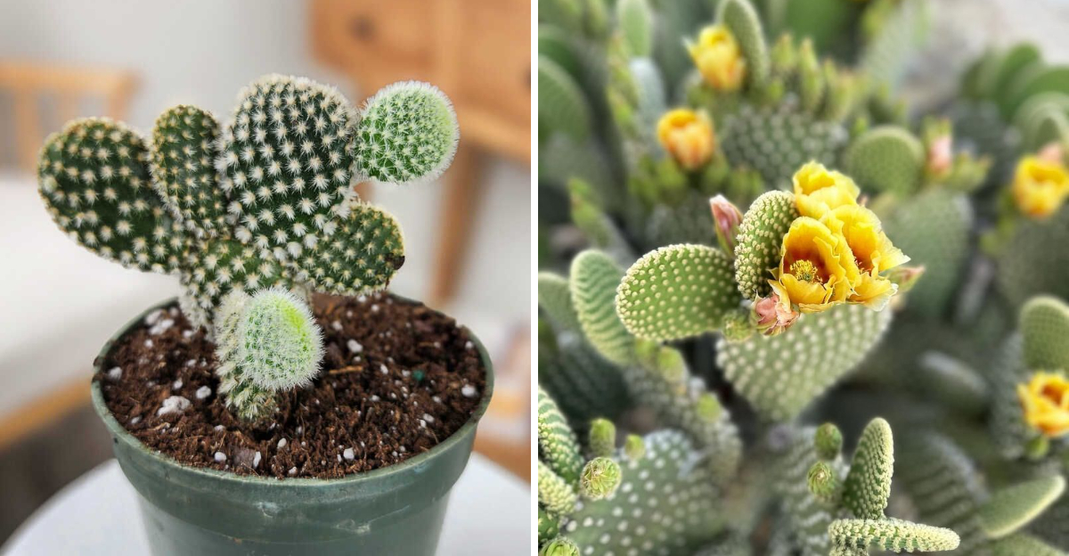 bunny ear cactus