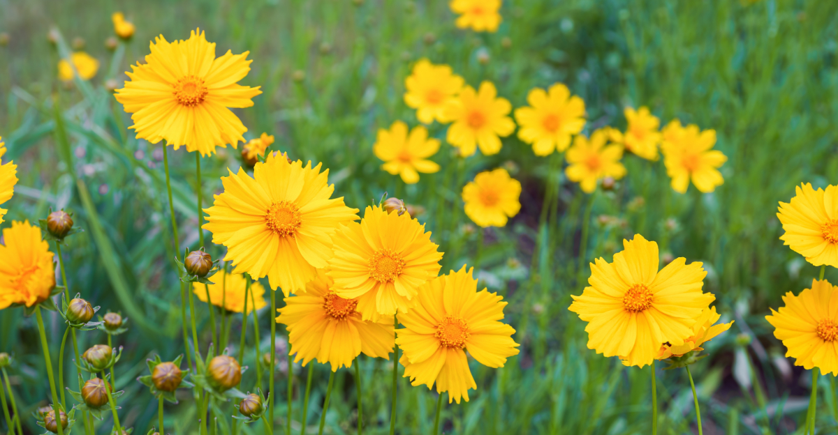 How To Boost Spring Flowering In Florida Without Overfeeding