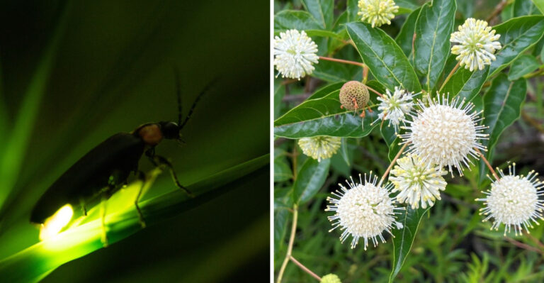 How To Bring Fireflies Back To Your Georgia Garden This Season