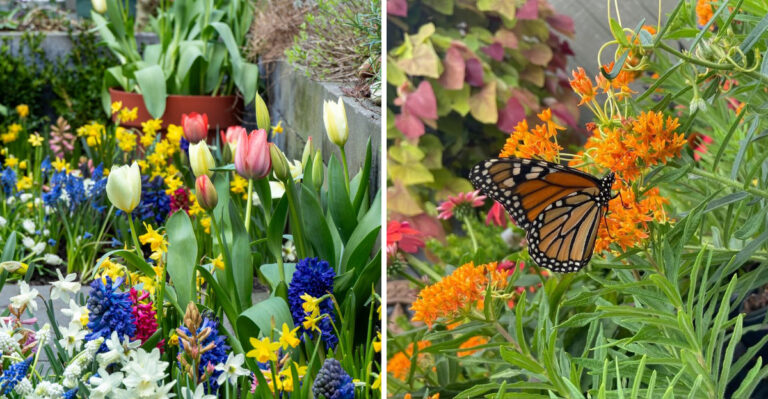 How To Bring More Life Into Your Georgia Yard With Spring Color