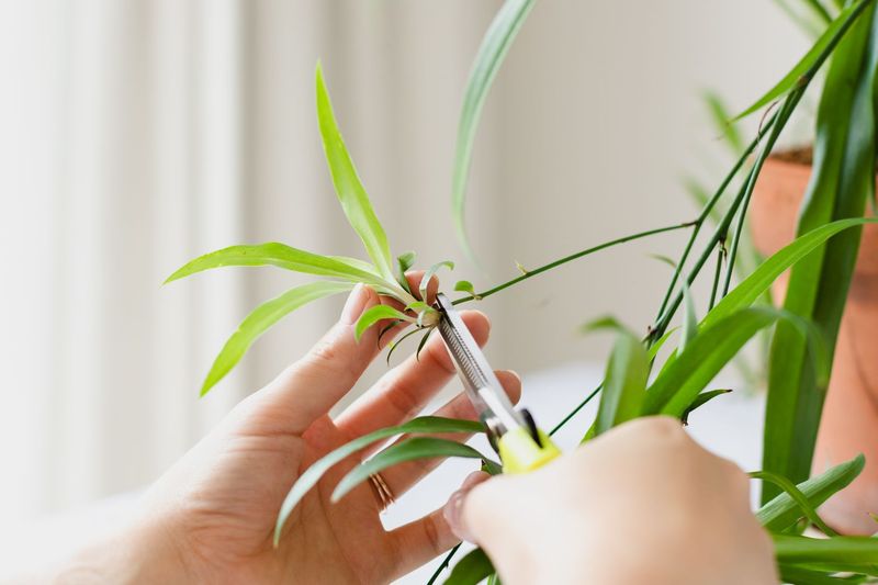 How To Multiply It For Free Plants