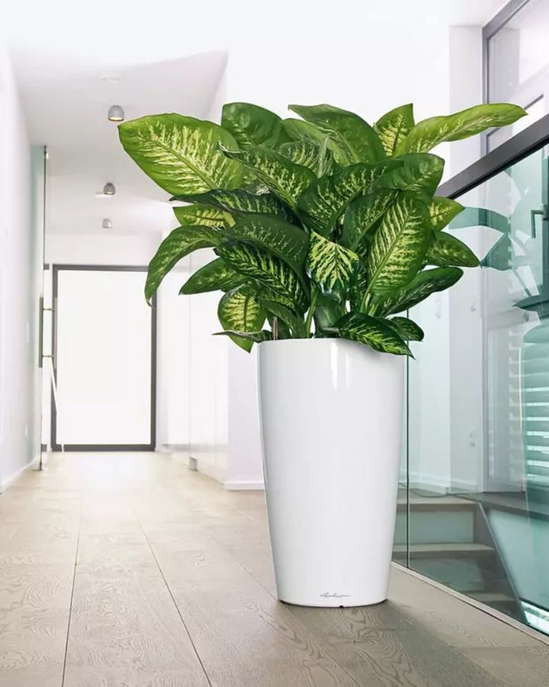 Provide Bright Indirect Light