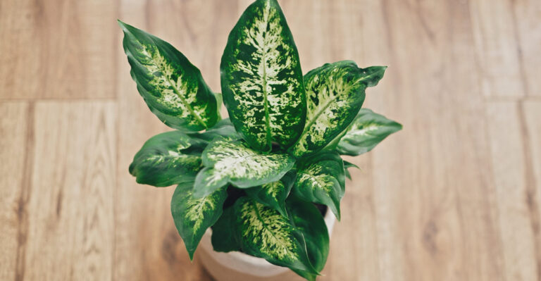 dieffenbachia