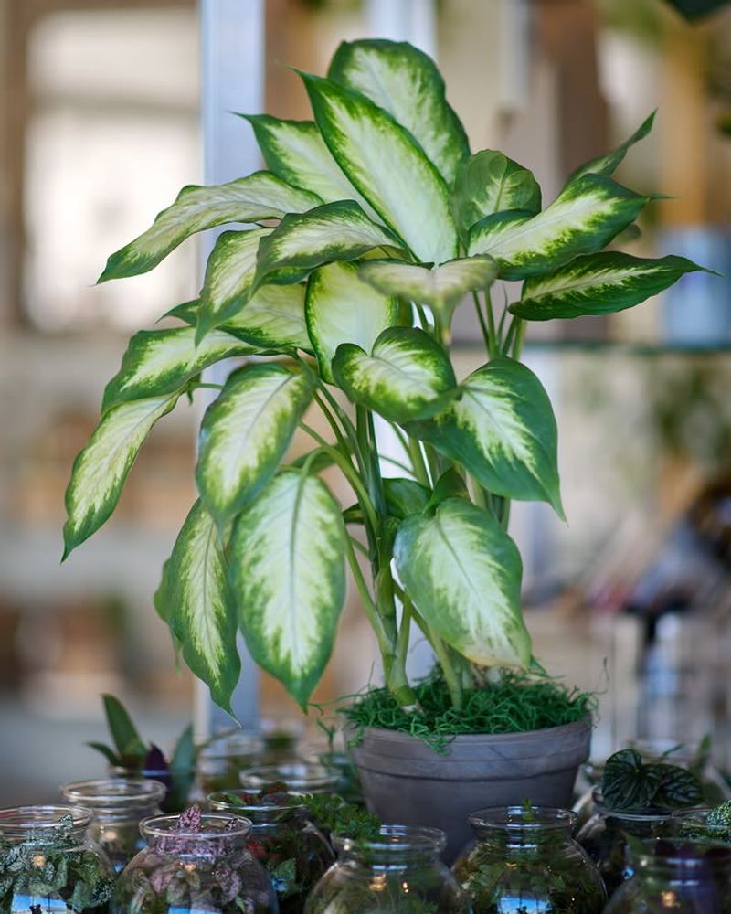 Provide Bright Indirect Light