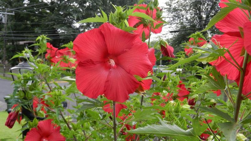 Full Sun Outdoors Supports Strong Growth And More Blooms Full Sun Outdoors Supports Strong Growth And More Blooms