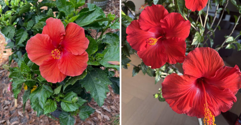 How To Care For Hibiscus Flowers In Georgia Indoors And Outdoors