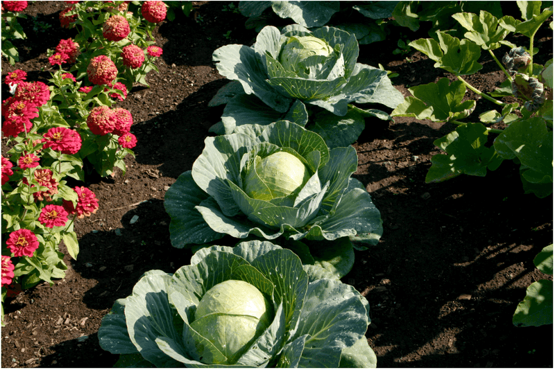 Better Timing Means Better Growth