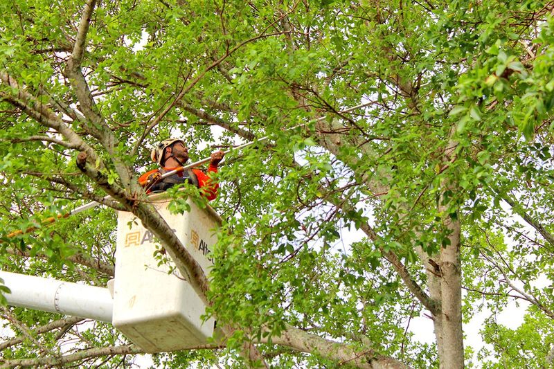 When Light Pruning May Still Be Acceptable