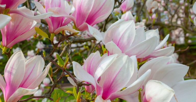 magnolia