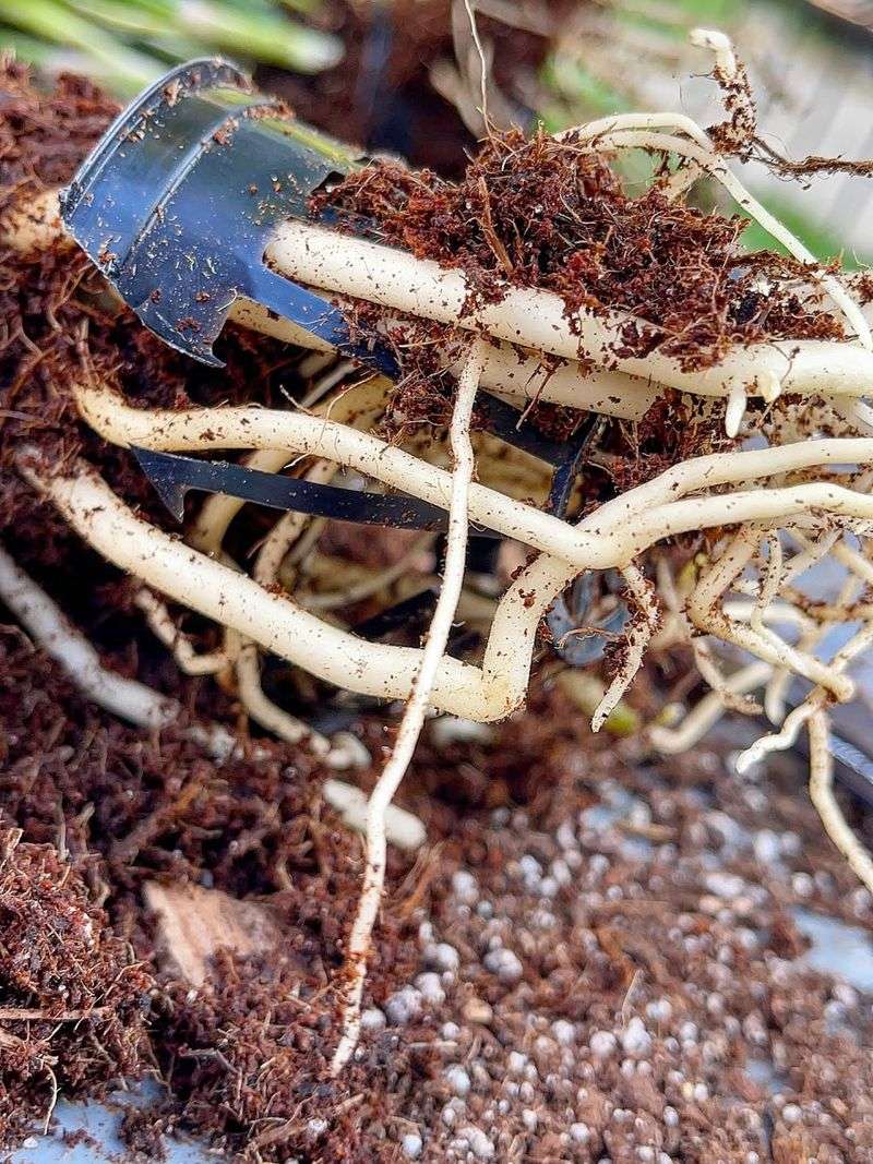 Check Roots For Firm, White Growth