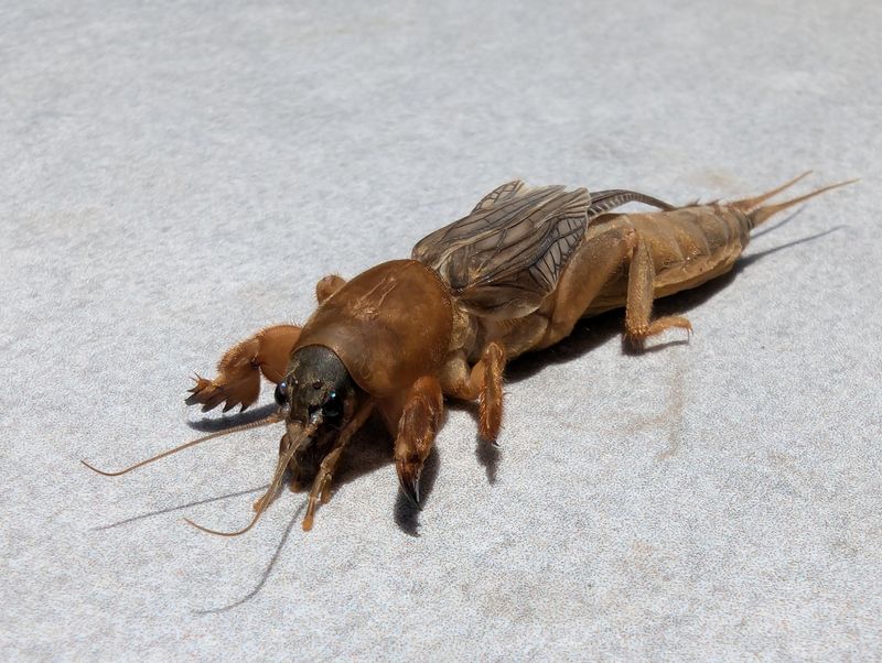 The Best Time To Control Mole Crickets In Florida