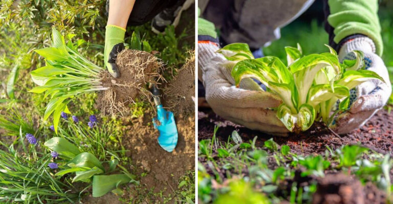 How To Divide And Transplant Perennials In Georgia This May