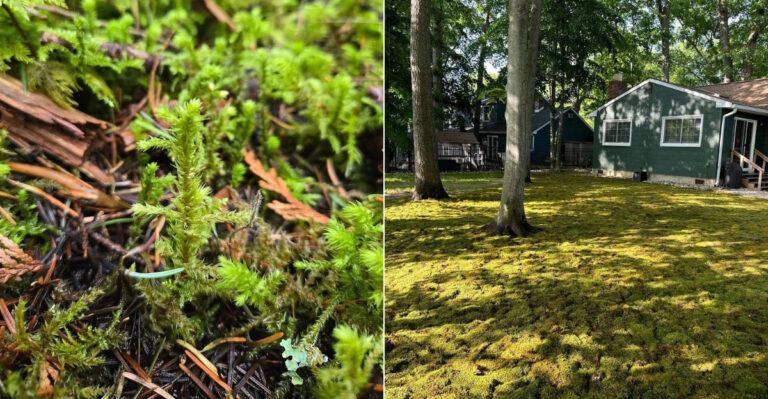 How To Encourage More Moss In Your Oregon Yard
