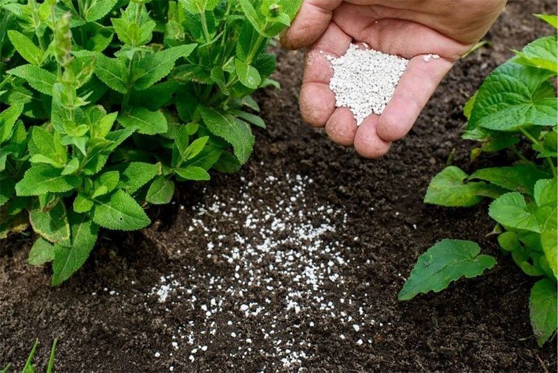 Smarter Summer Feeding Tips For Healthy Growth