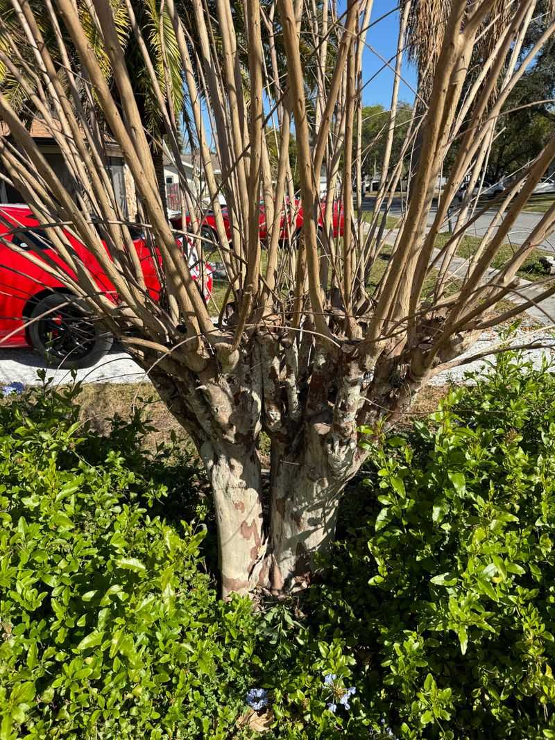 Thin Instead Of Cutting Everything Back