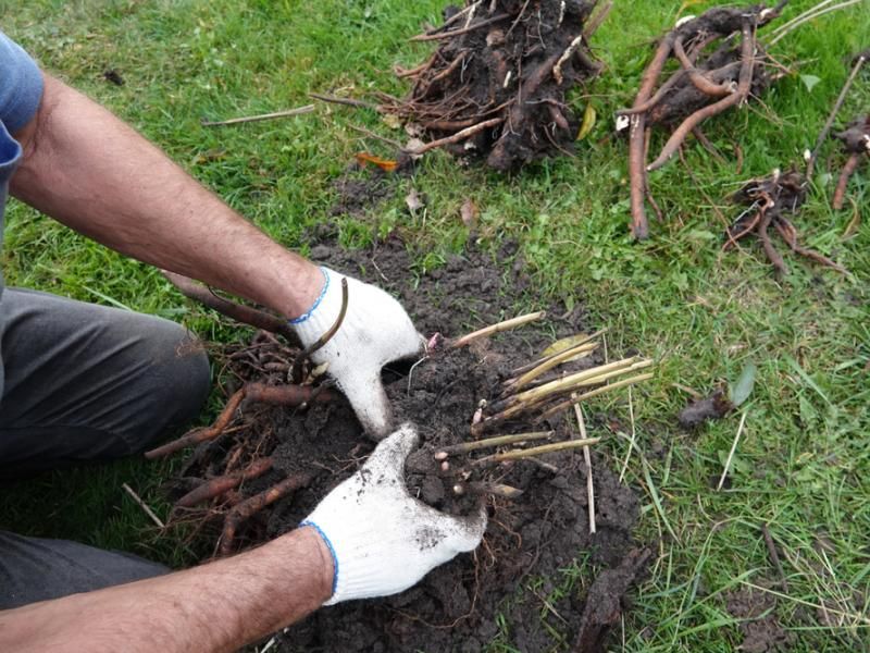 When To Adjust Peony Depth Without Causing Stress