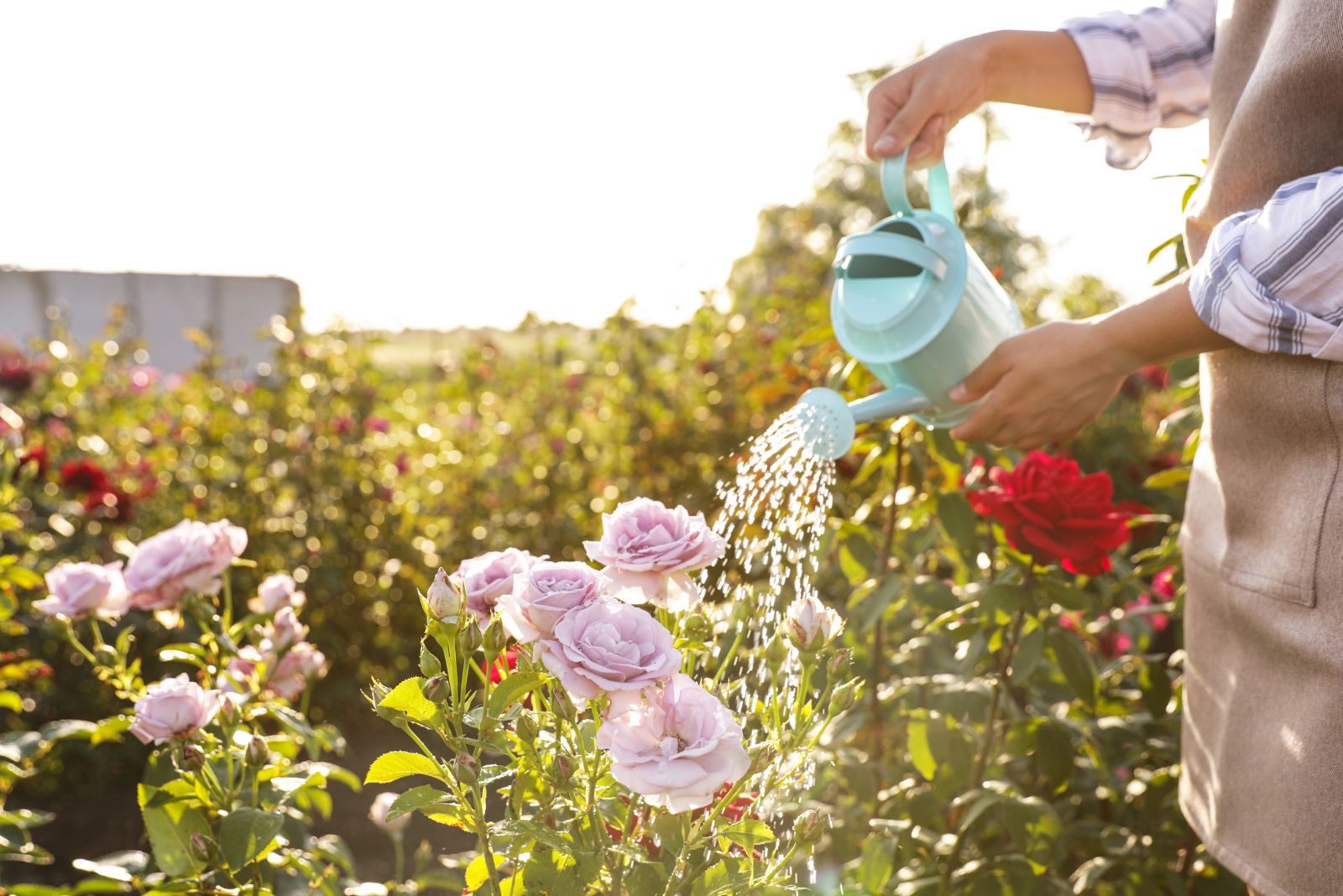 watering roses