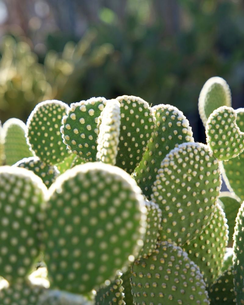 Maximum Direct Sunlight