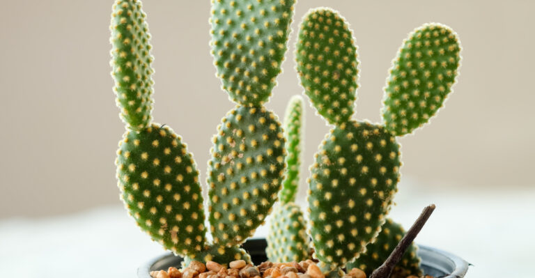 bunny ear cactus