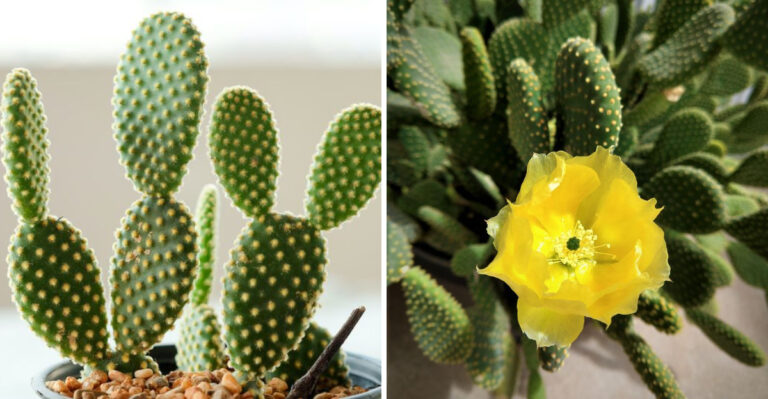 How To Get Bunny Ear Cactus To Bloom In North Carolina Homes