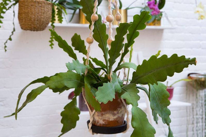 Give Bright Indirect Light Daily