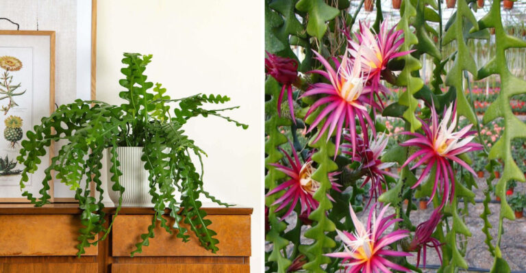How To Get Fishbone Cactus To Bloom Faster In North Carolina Homes