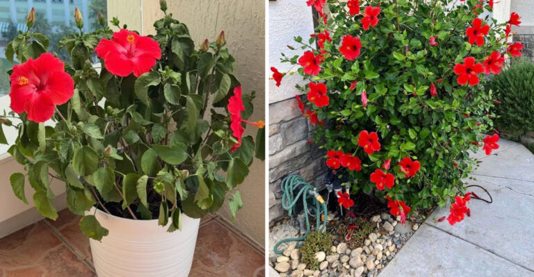 How To Get Hibiscus To Thrive In Arizona Indoors And Outdoors