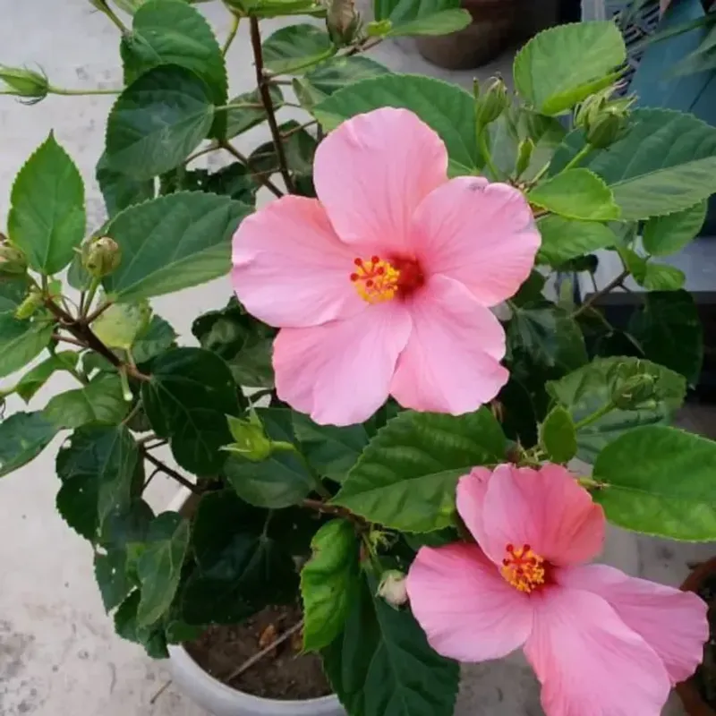 Full Sun Outdoors Is Key For Strong Hibiscus Growth In Arizona