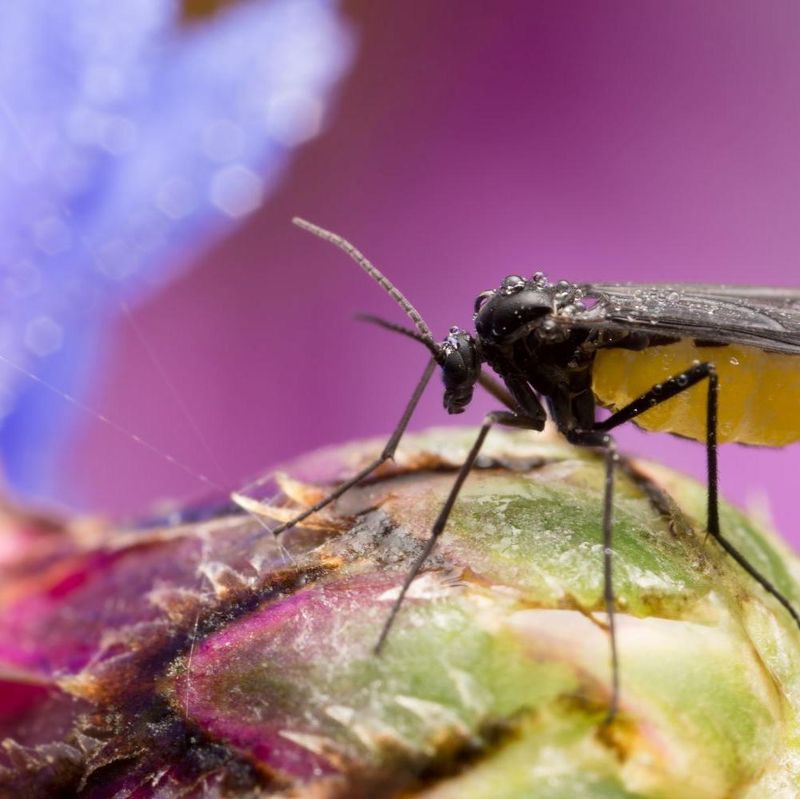 Why They Are More Annoying Than Dangerous